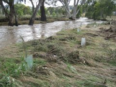 Kooringle flood 60.jpg